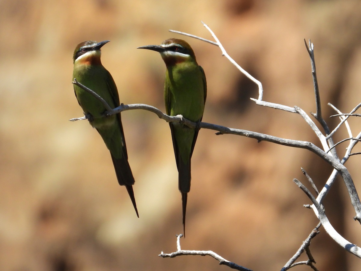 Guêpier de Madagascar - ML644456471