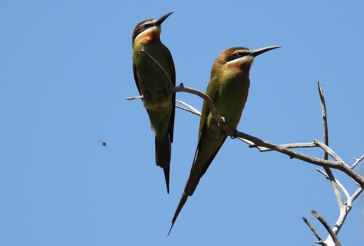 Guêpier de Madagascar - ML644456472