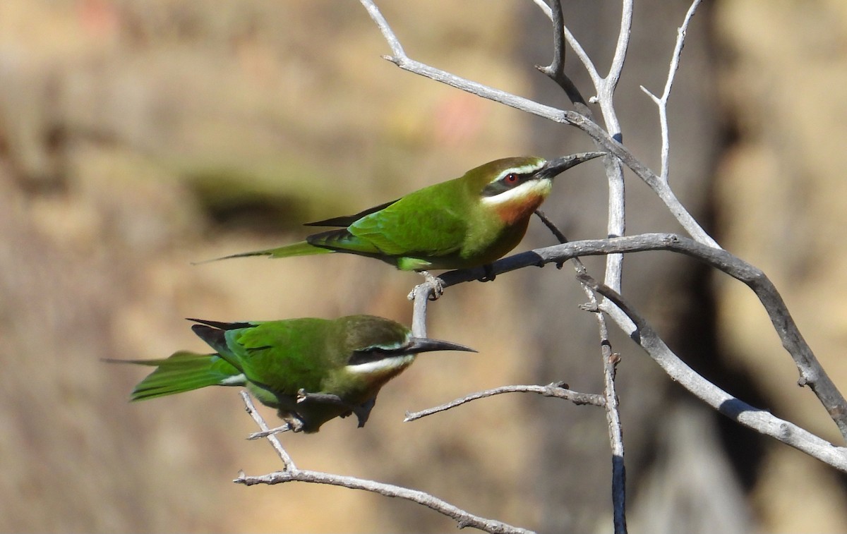 Guêpier de Madagascar - ML644456473
