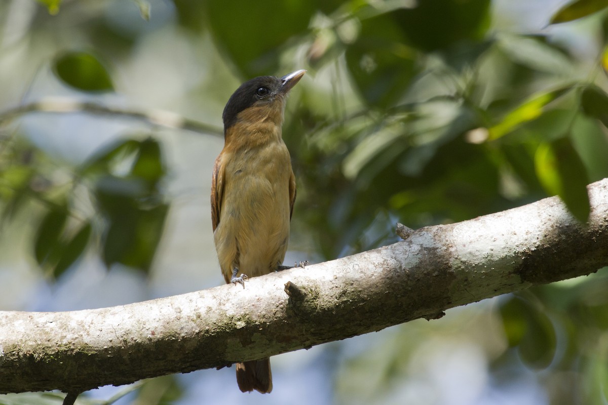 Rose-throated Becard - ML644456475