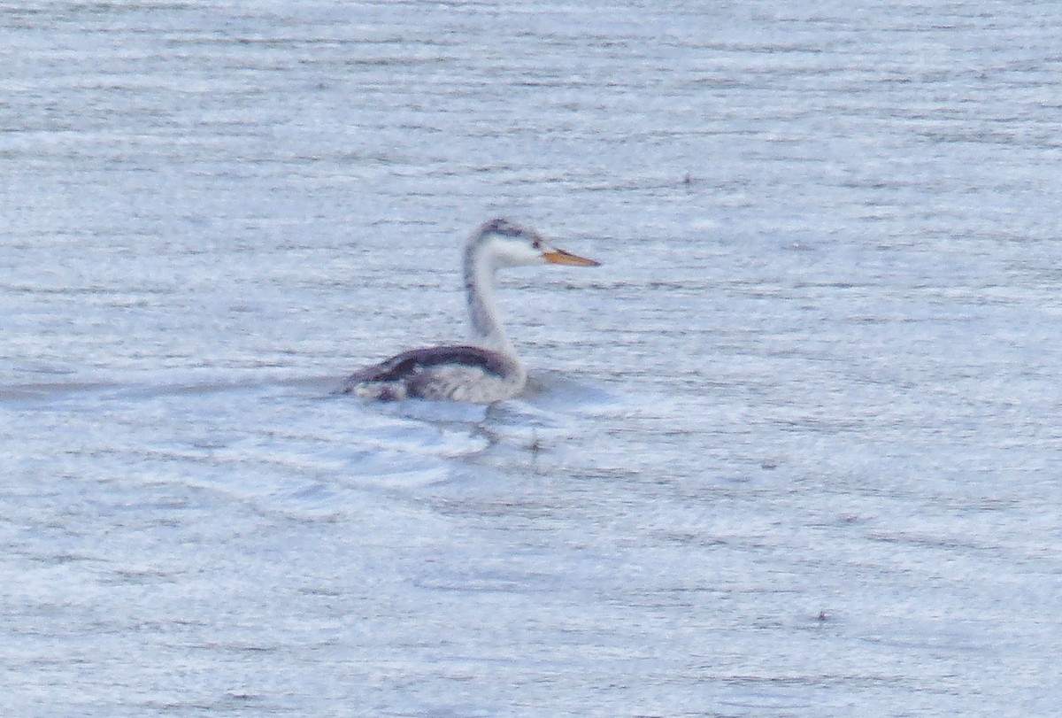 Grèbe à face blanche - ML644456482