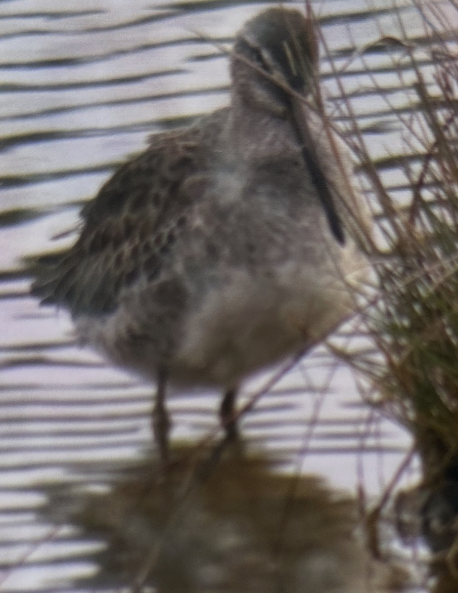 Хараалжин цууцил - ML644456485