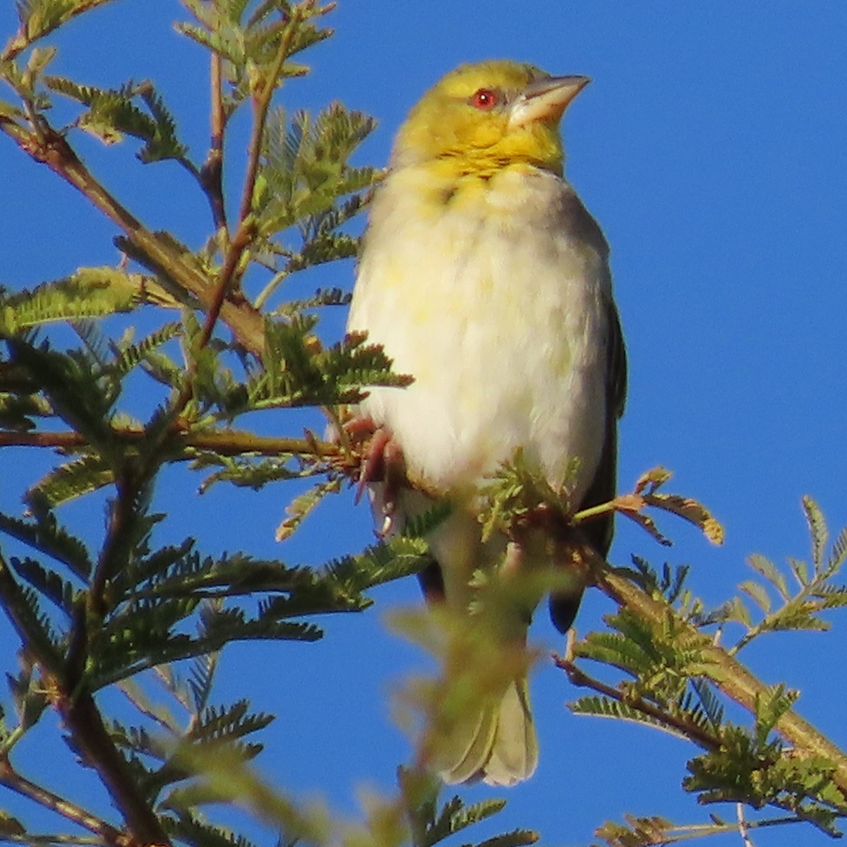 Cape Weaver - ML644456495