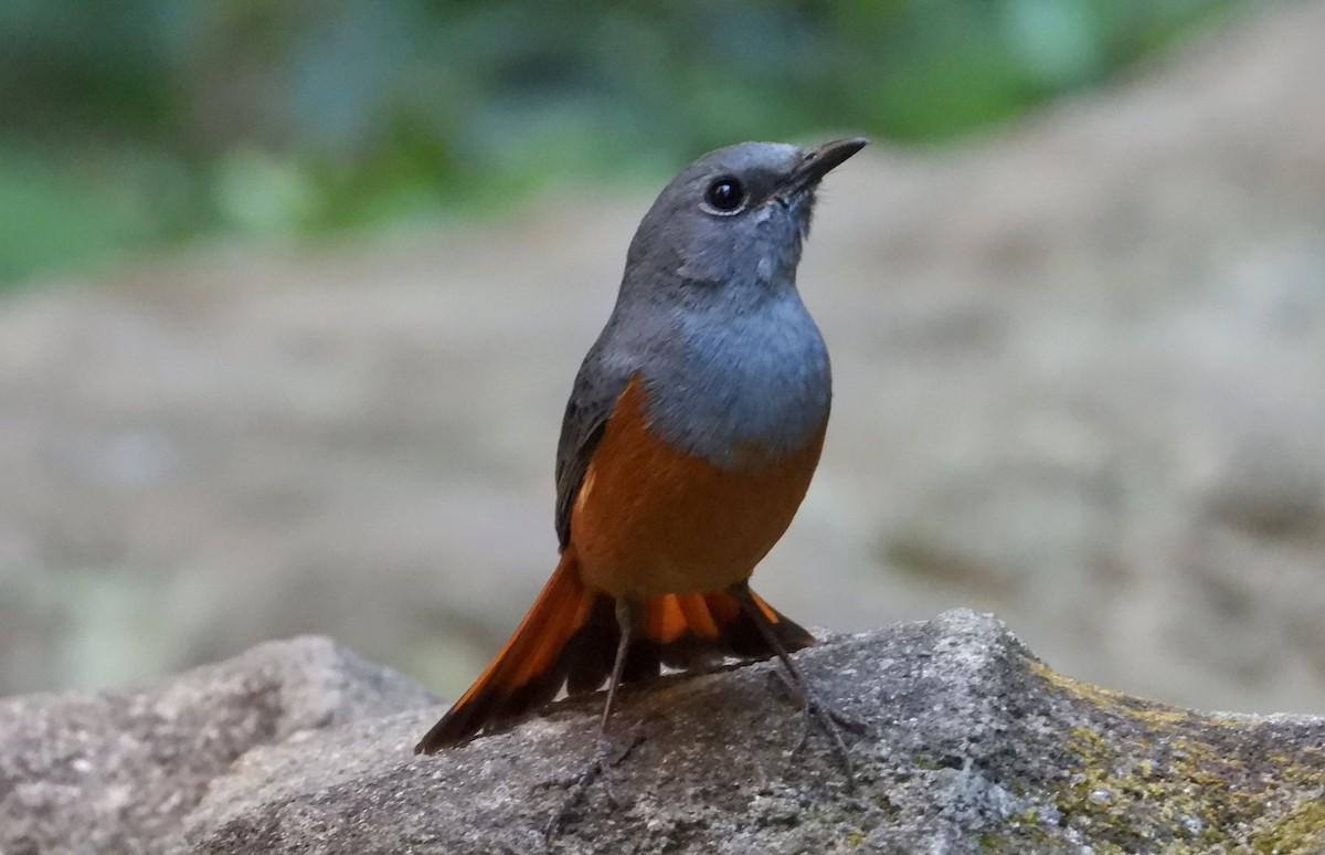 Forest Rock-Thrush (Benson's) - ML644456496