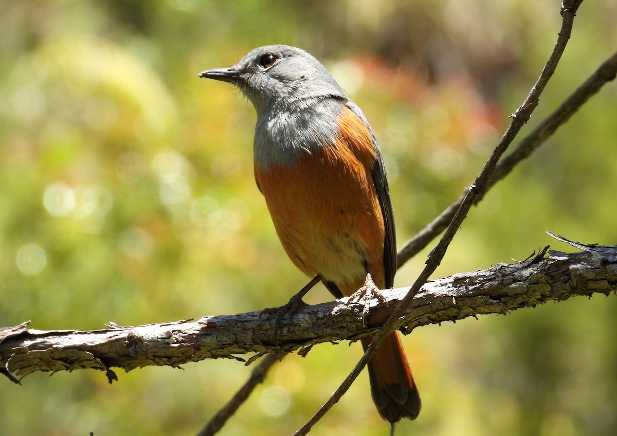 Forest Rock-Thrush (Benson's) - ML644456497