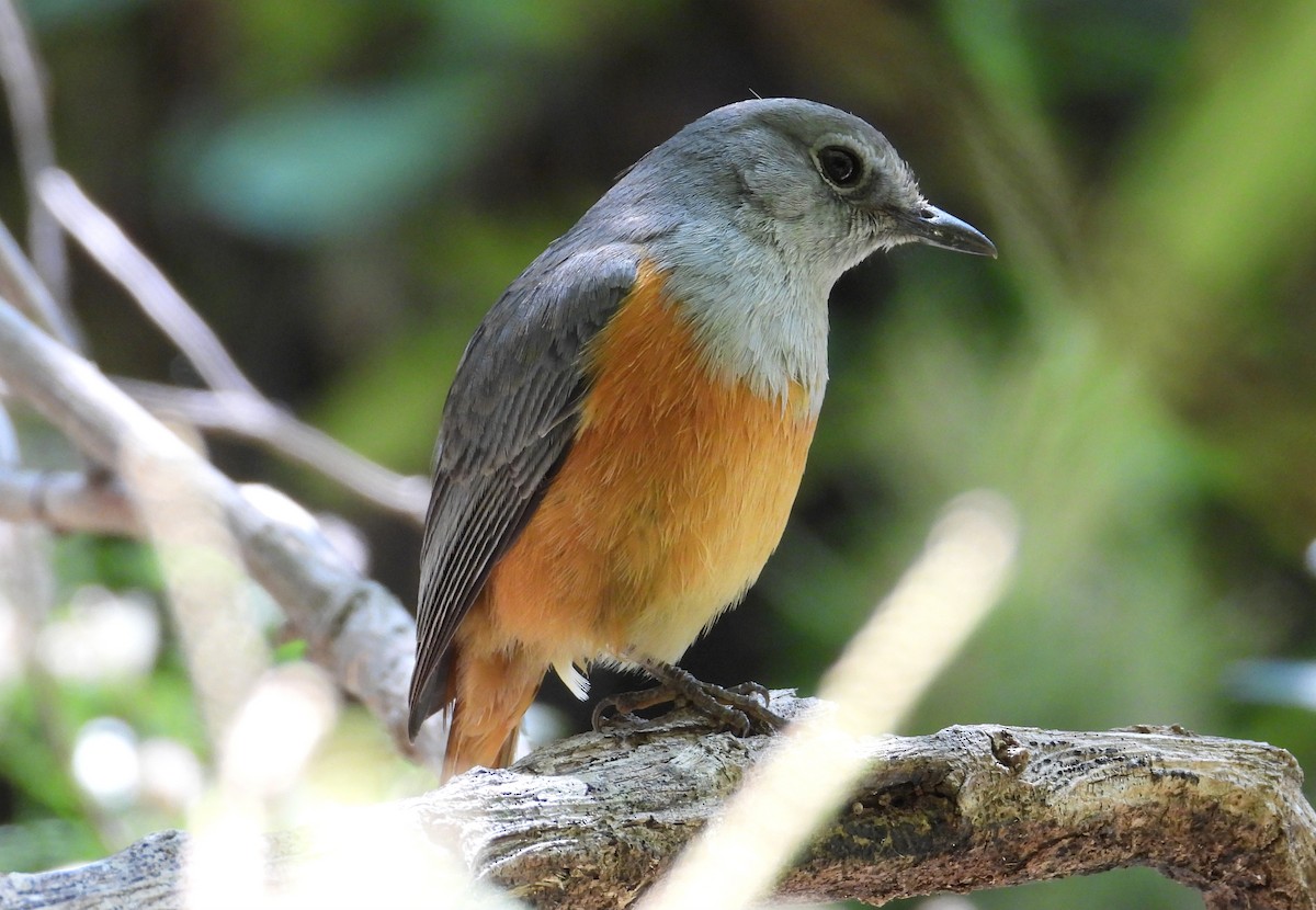 Forest Rock-Thrush (Benson's) - ML644456499