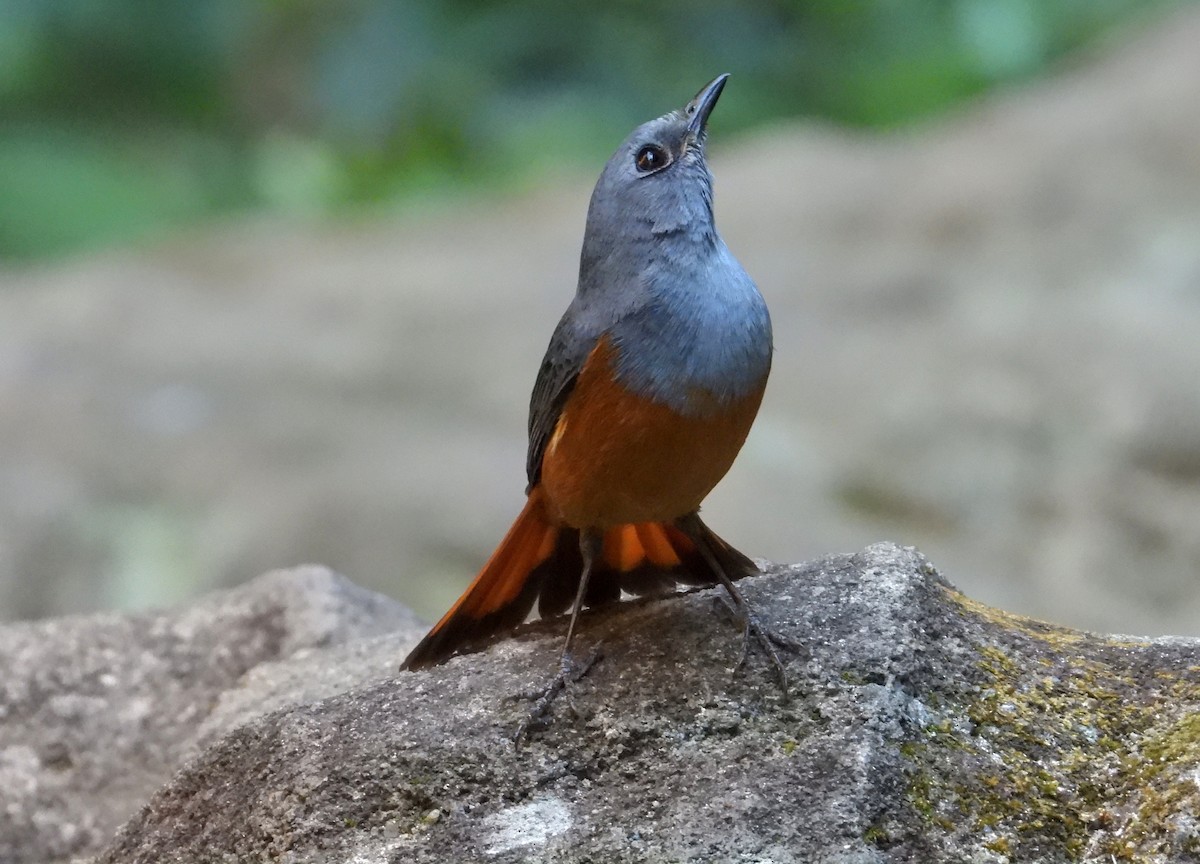 Forest Rock-Thrush (Benson's) - ML644456500