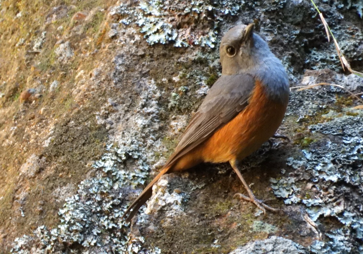 Forest Rock-Thrush (Benson's) - ML644456501