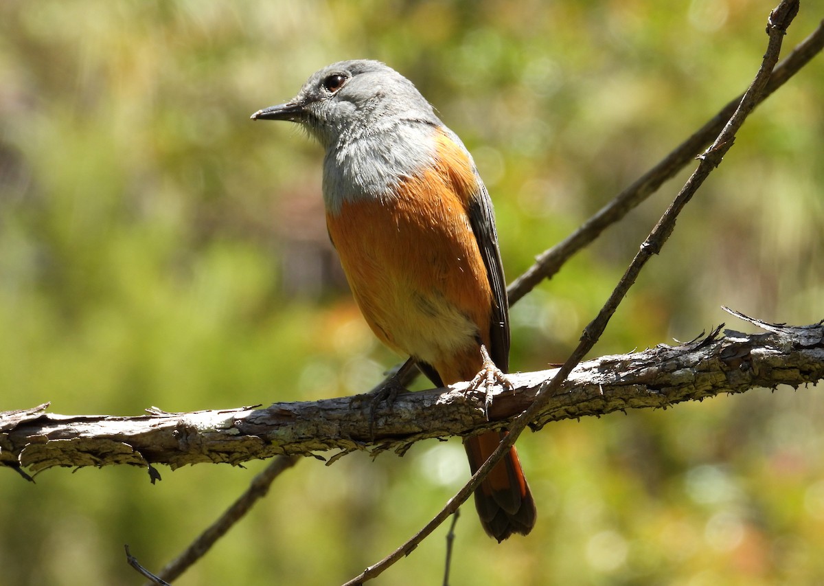 Forest Rock-Thrush (Benson's) - ML644456502
