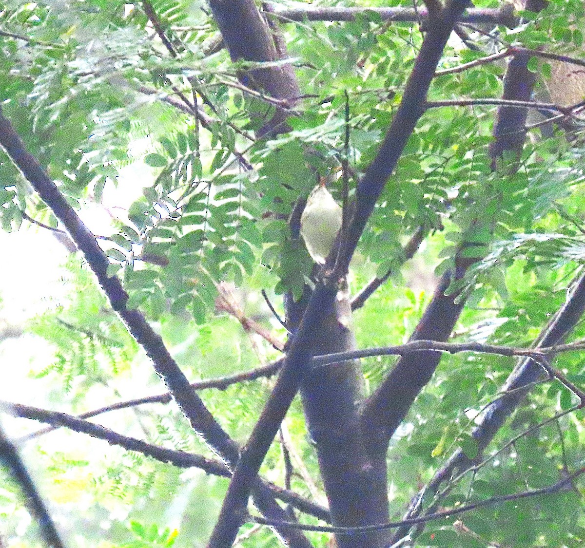 Ashy Prinia - ML644456505