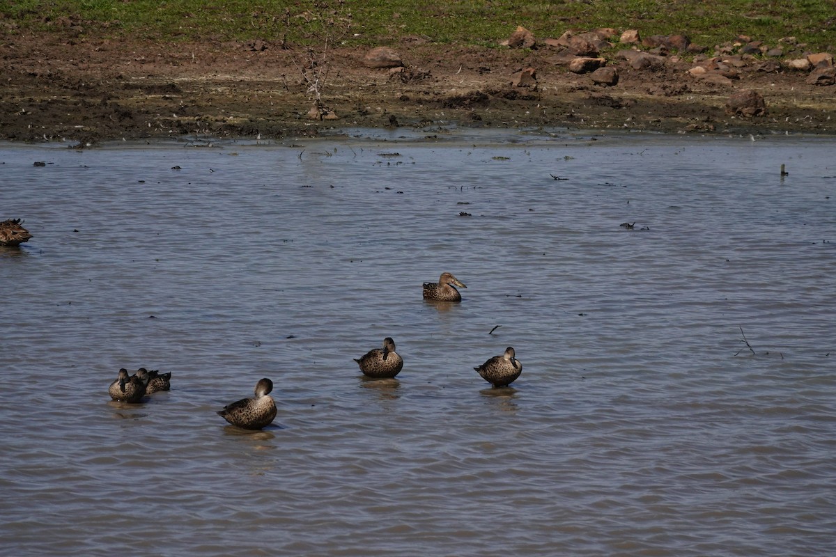 Австралийская широконоска - ML644456512