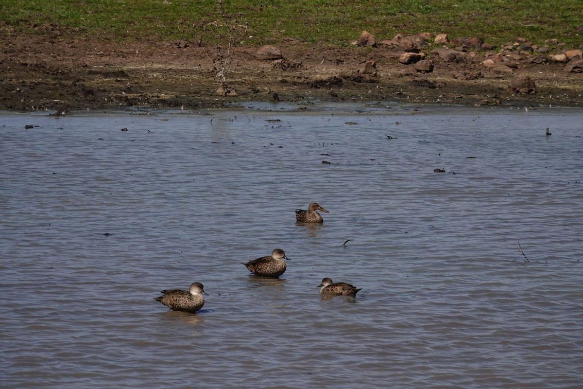 Австралийская широконоска - ML644456513