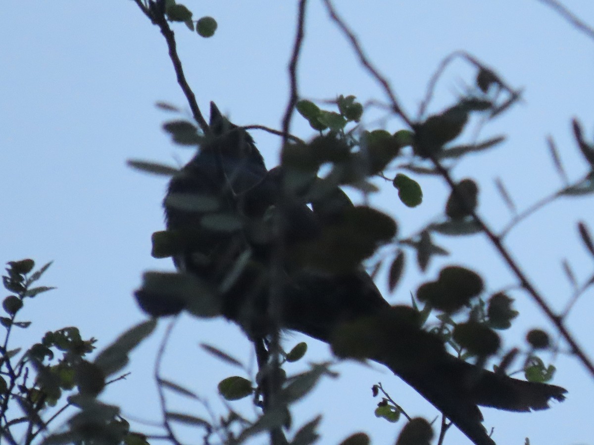 Black Drongo - ML644456515