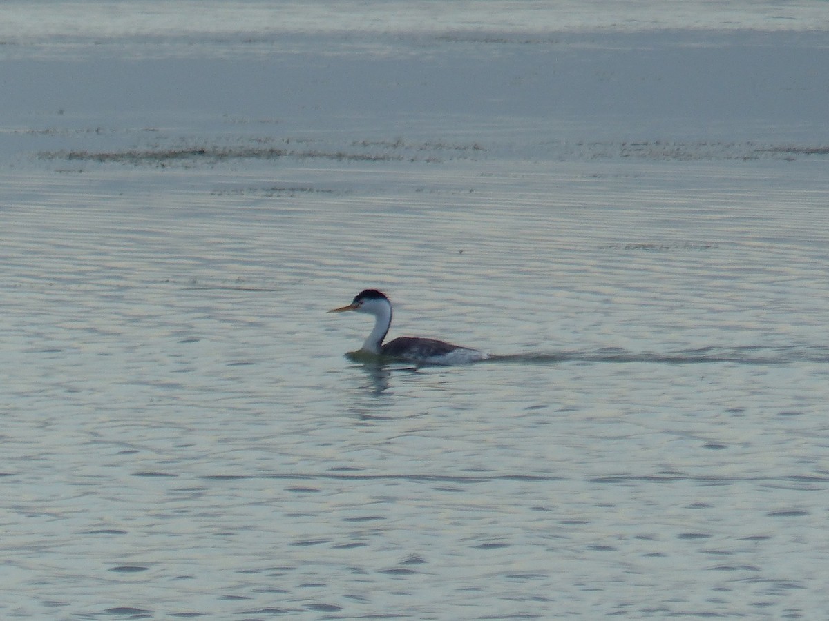 Grèbe à face blanche - ML644456517