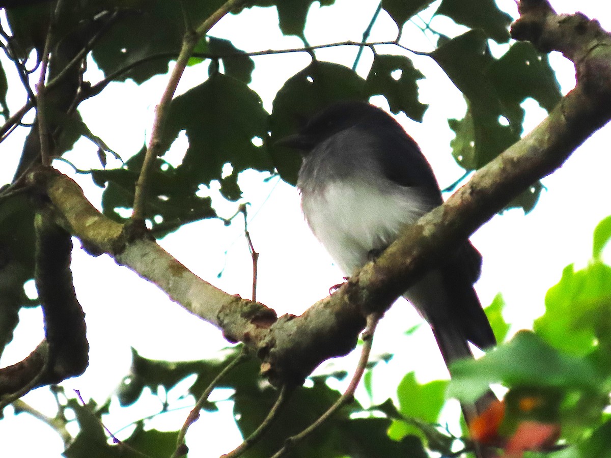 hvitbukdrongo - ML644456518