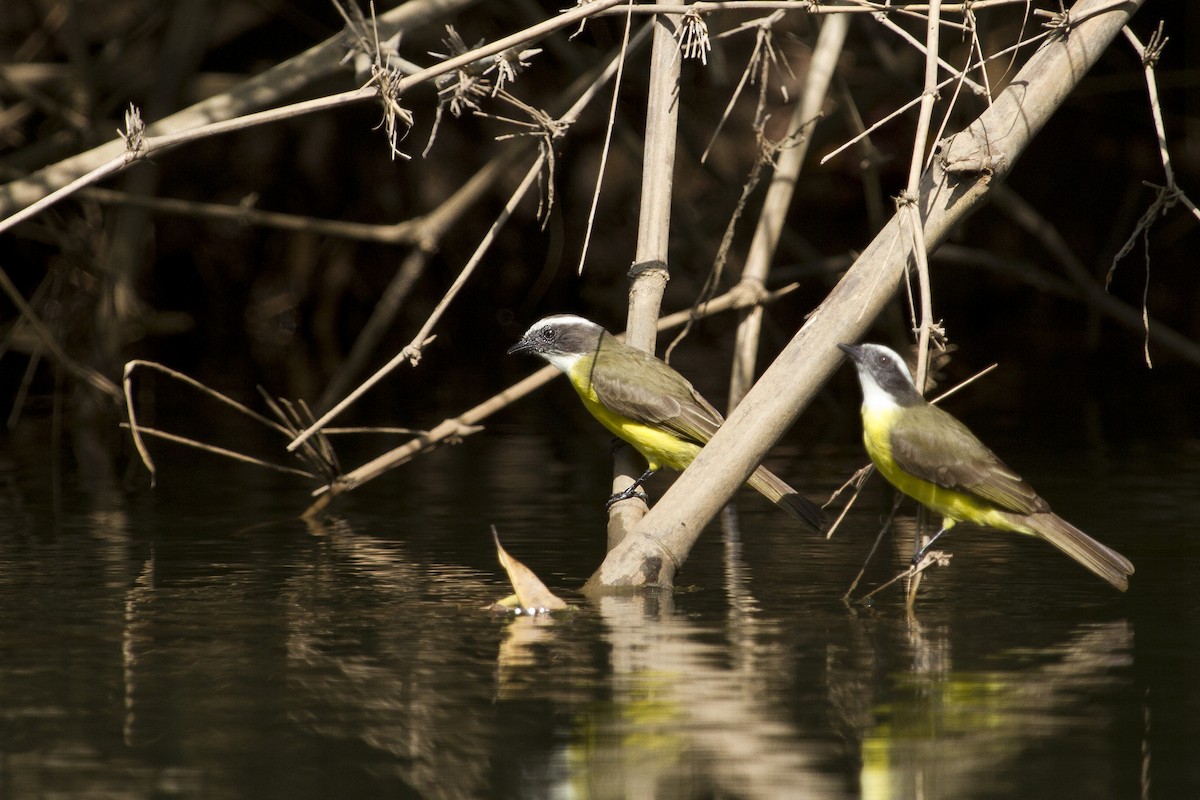 Social Flycatcher - ML644456519