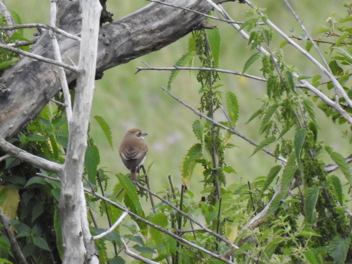 Red-backed Shrike - ML644456526