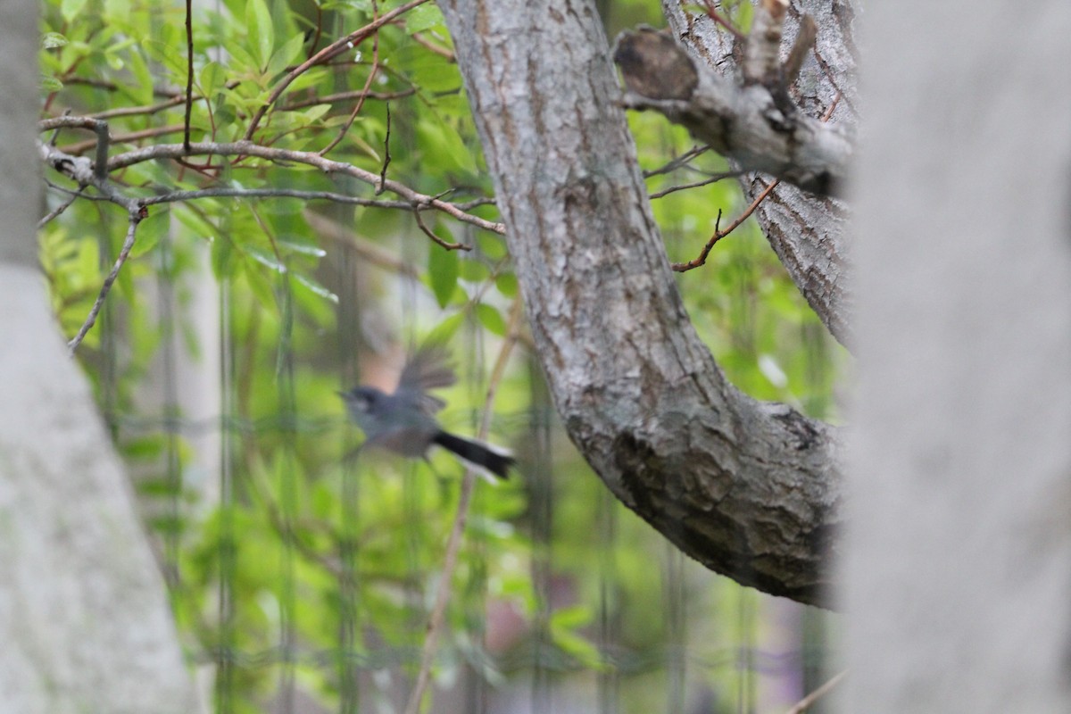 maskemyggsmett - ML644456530