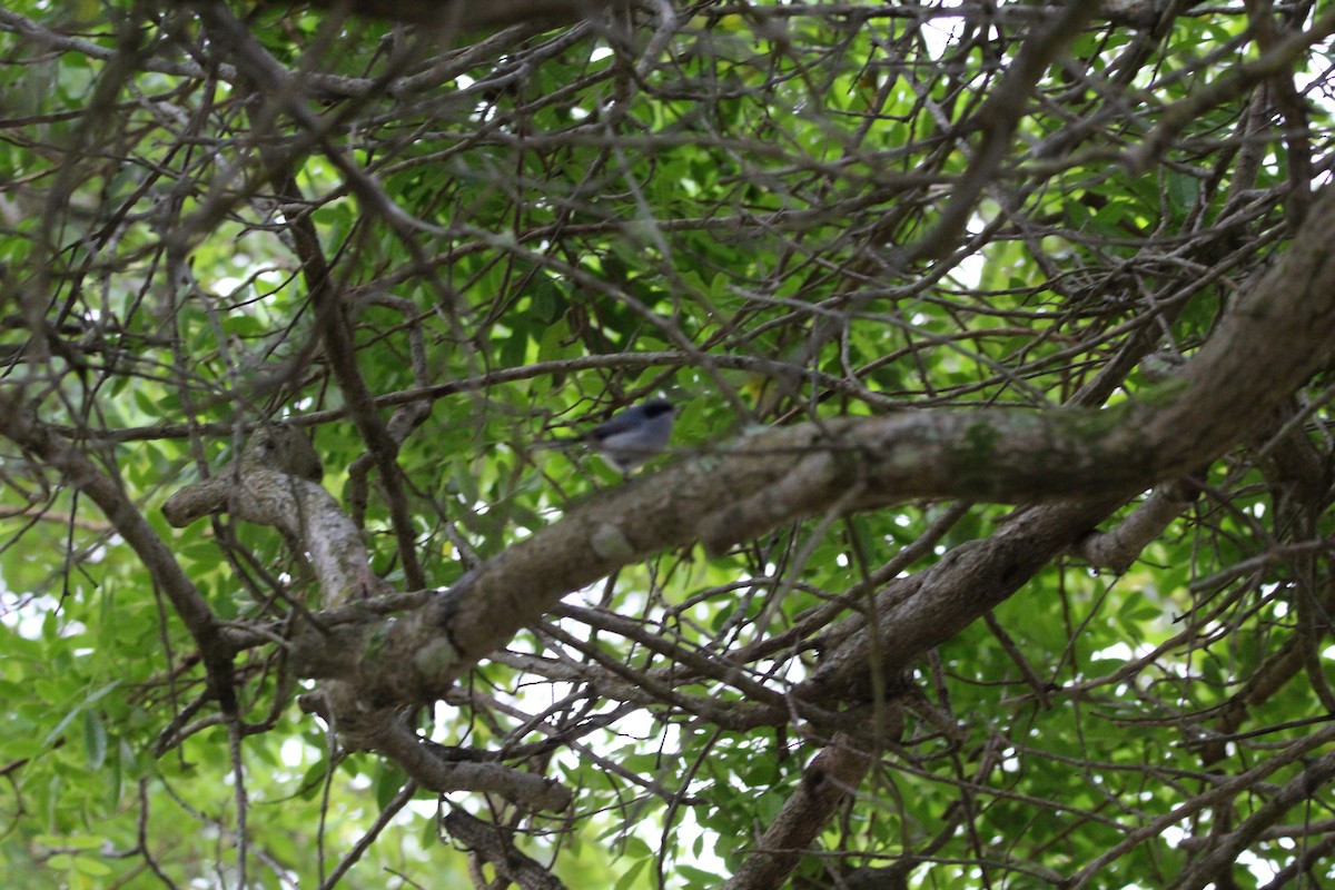 maskemyggsmett - ML644456531