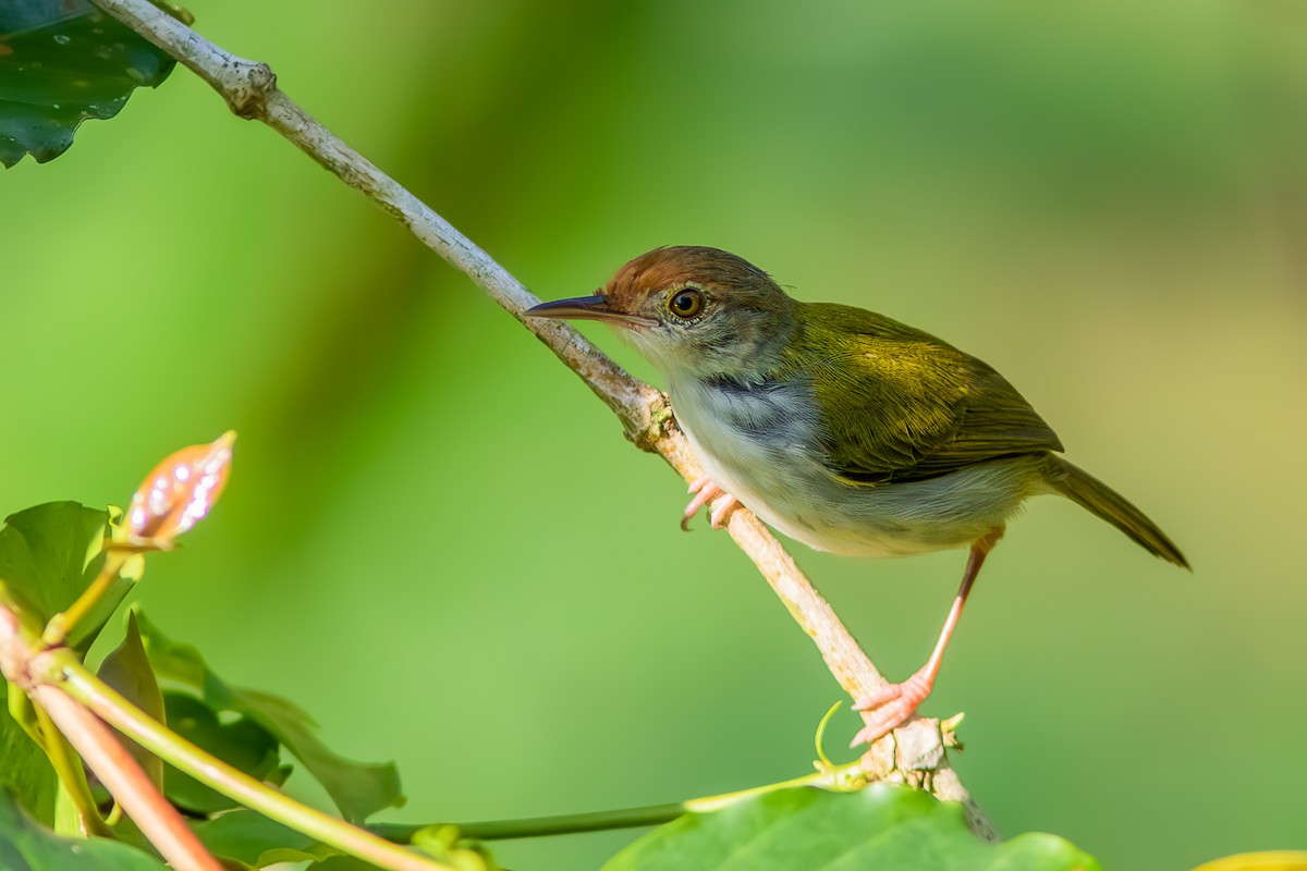 Common Tailorbird - ML644456540