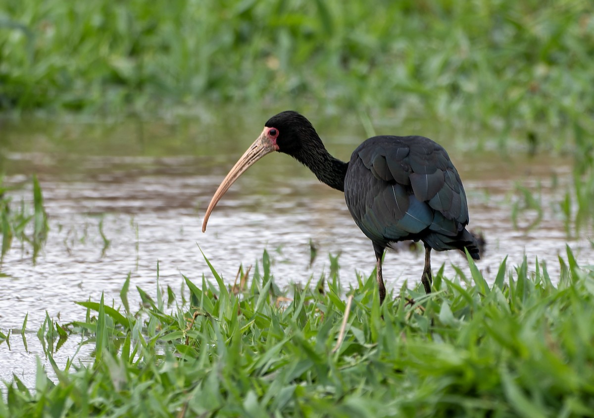 Bare-faced Ibis - ML644456547
