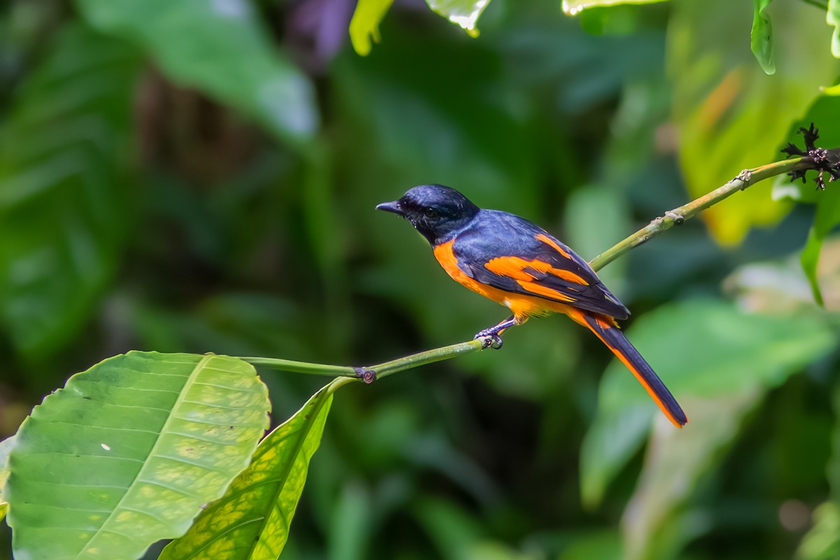 Scarlet Minivet - ML644456555