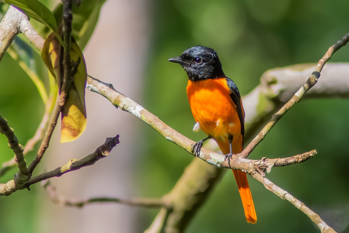 Scarlet Minivet - ML644456556
