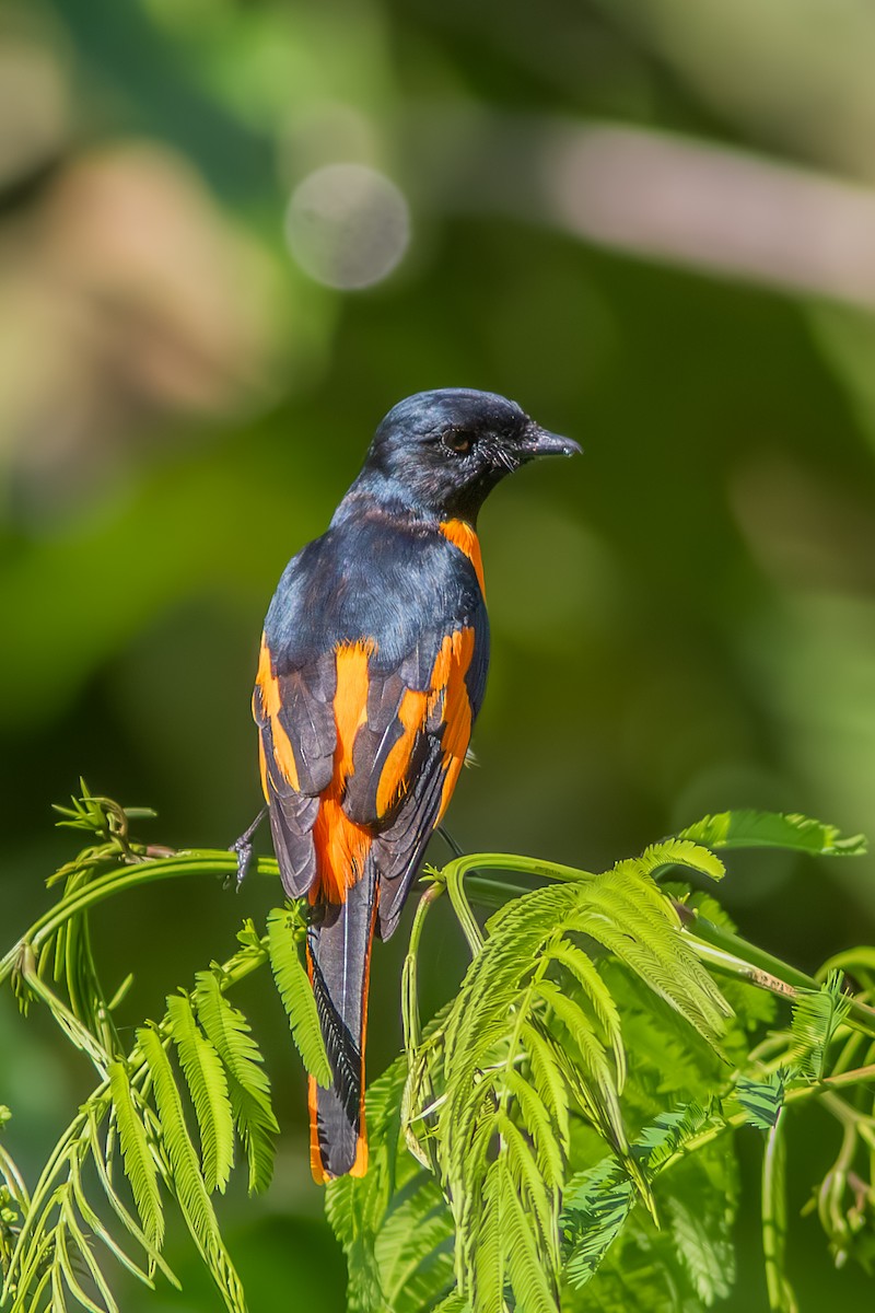 Scarlet Minivet - ML644456557