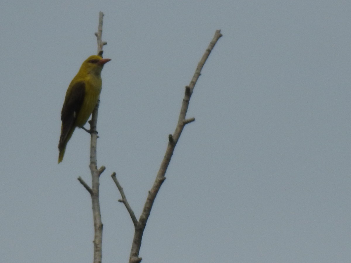 Вивільга звичайна - ML644456559