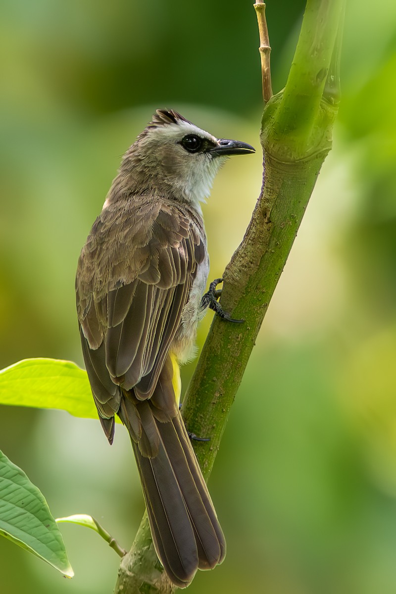 Yellow-vented Bulbul - ML644456565
