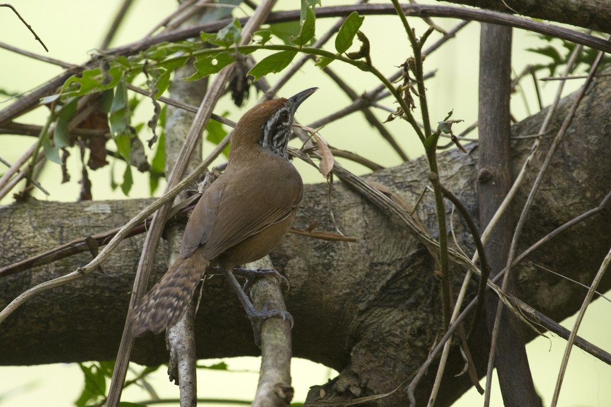 Troglodyte à poitrine tachetée - ML644456570