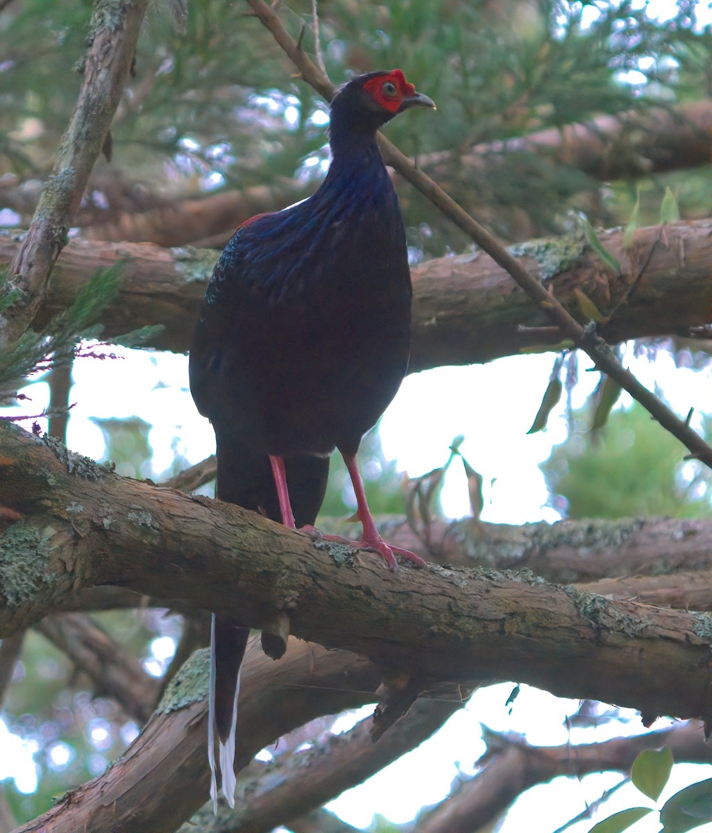 Faisan de Swinhoe - ML644456591