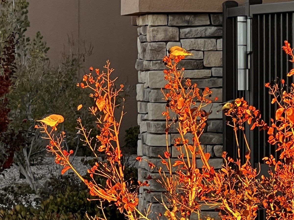 čížek mexický - ML644456592