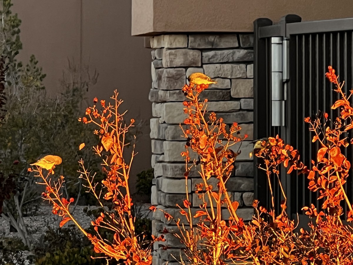 čížek mexický - ML644456593