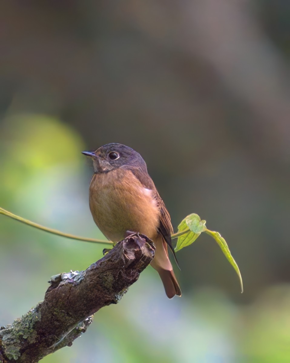 Ferruginous Flycatcher - ML644456596