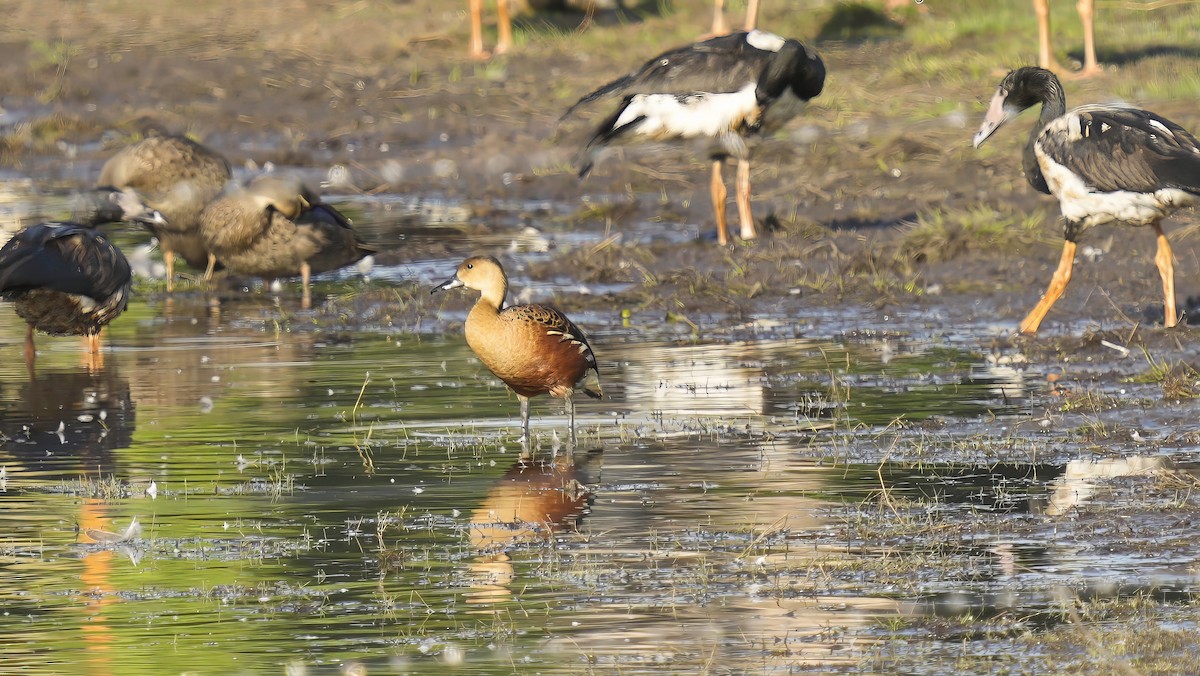 Dendrocygne à lunules - ML644456598