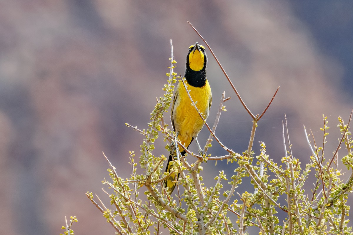 Bokmakierie - ML644456599