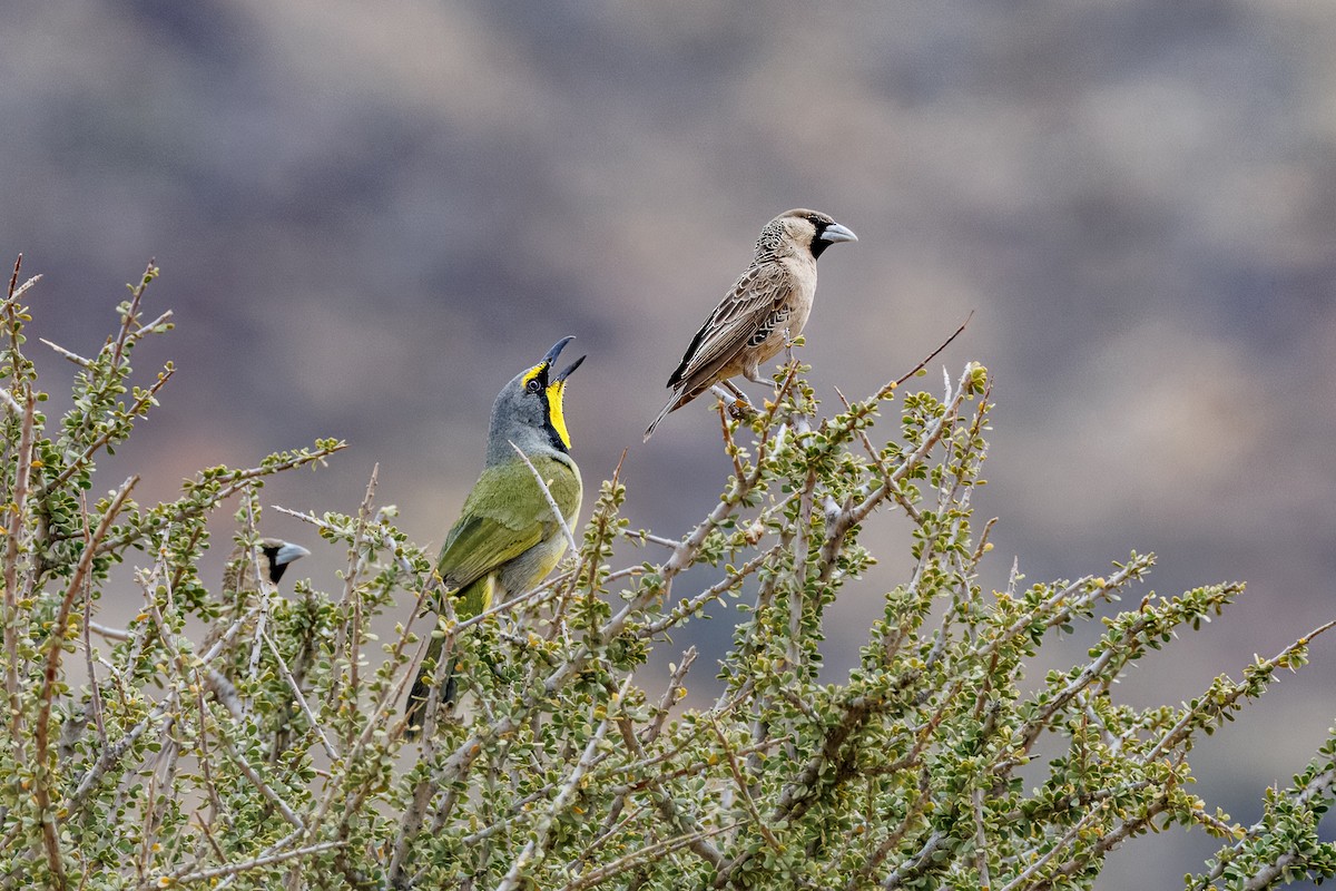 Bokmakierie - ML644456600