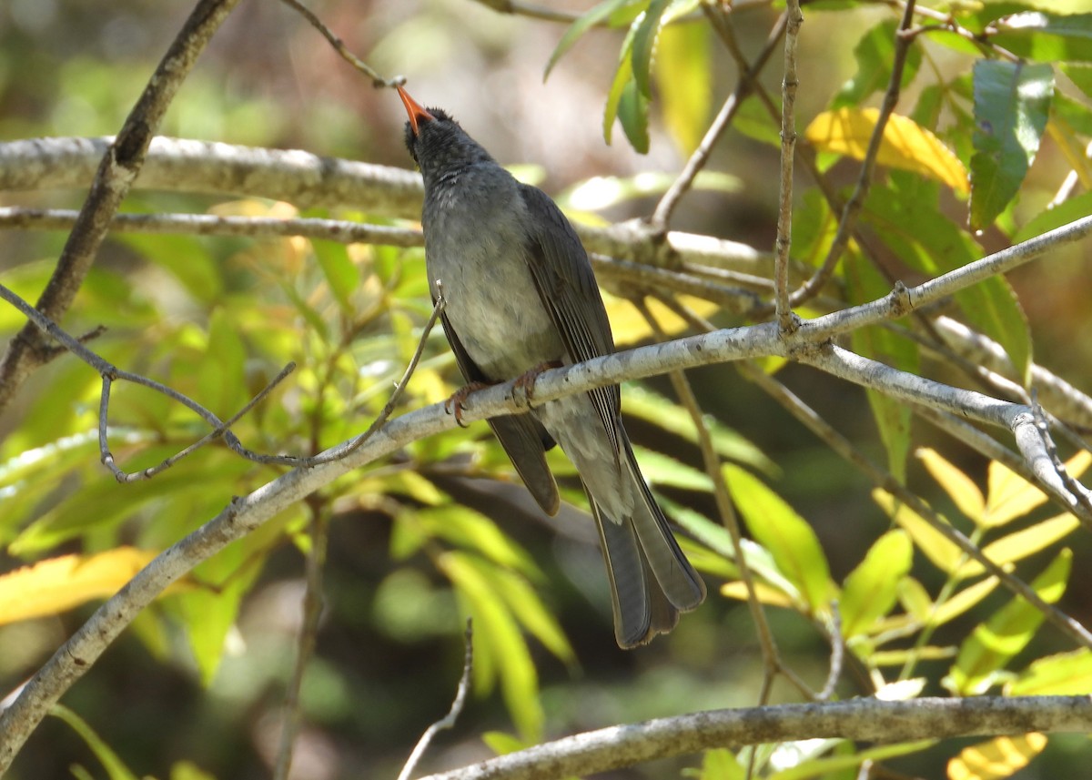 Bulbul de Madagascar - ML644456602