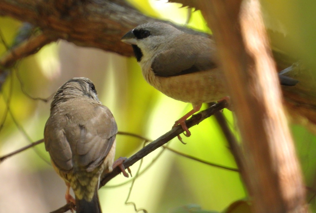 Capucin de Madagascar - ML644456609