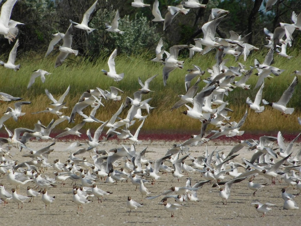 Black-headed Gull - ML644456622