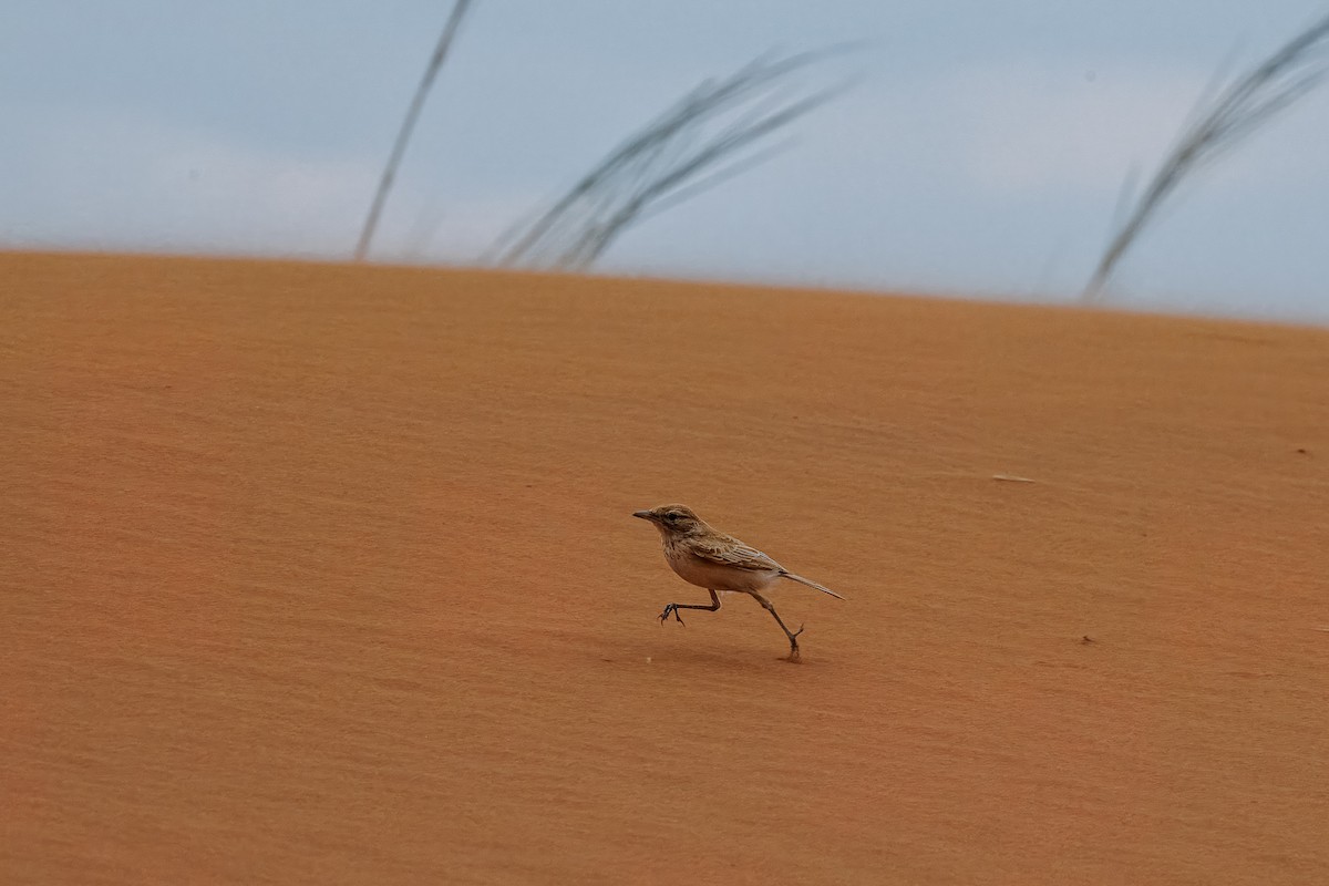 Dune Lark (Dune) - ML644456625