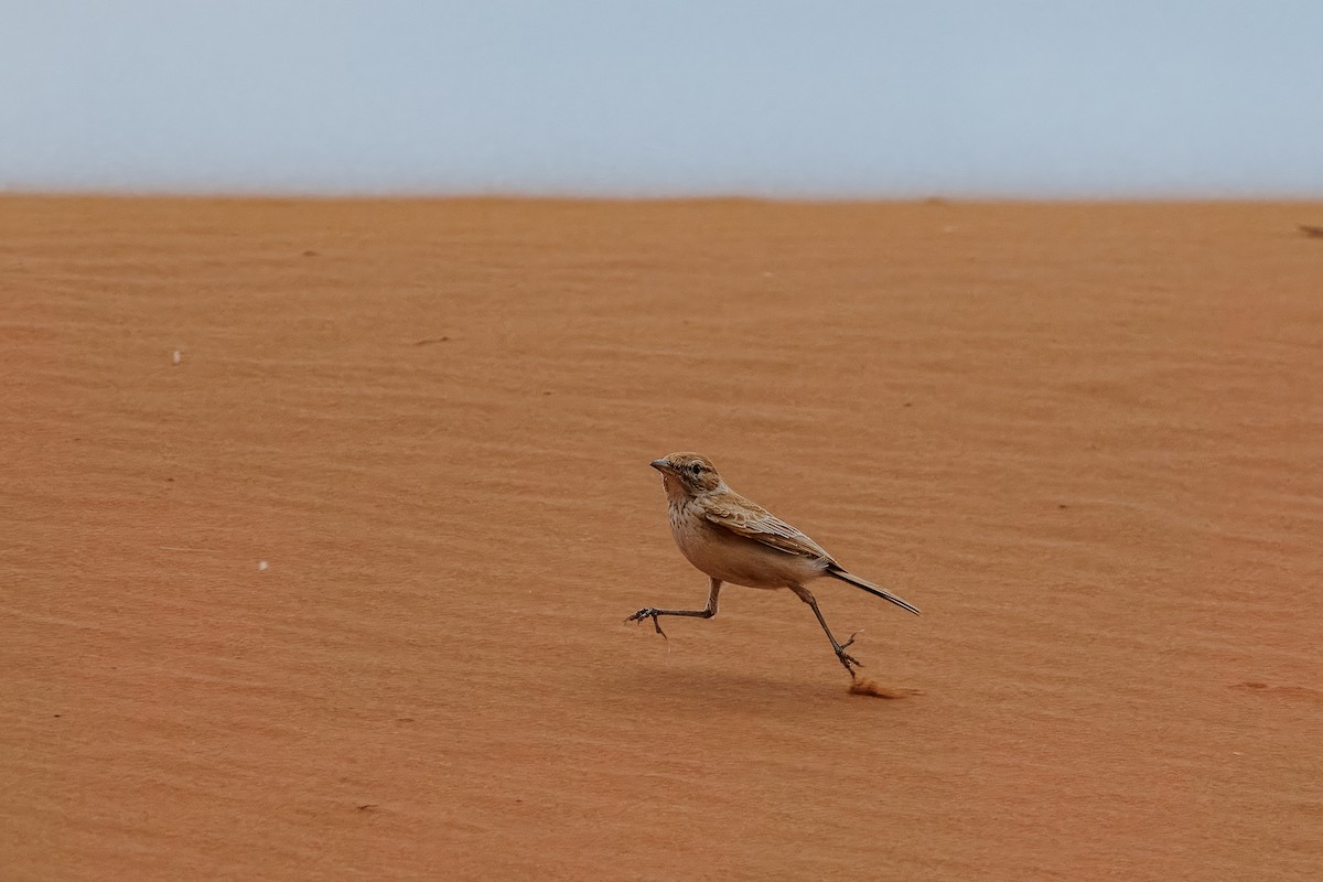Dune Lark (Dune) - ML644456626