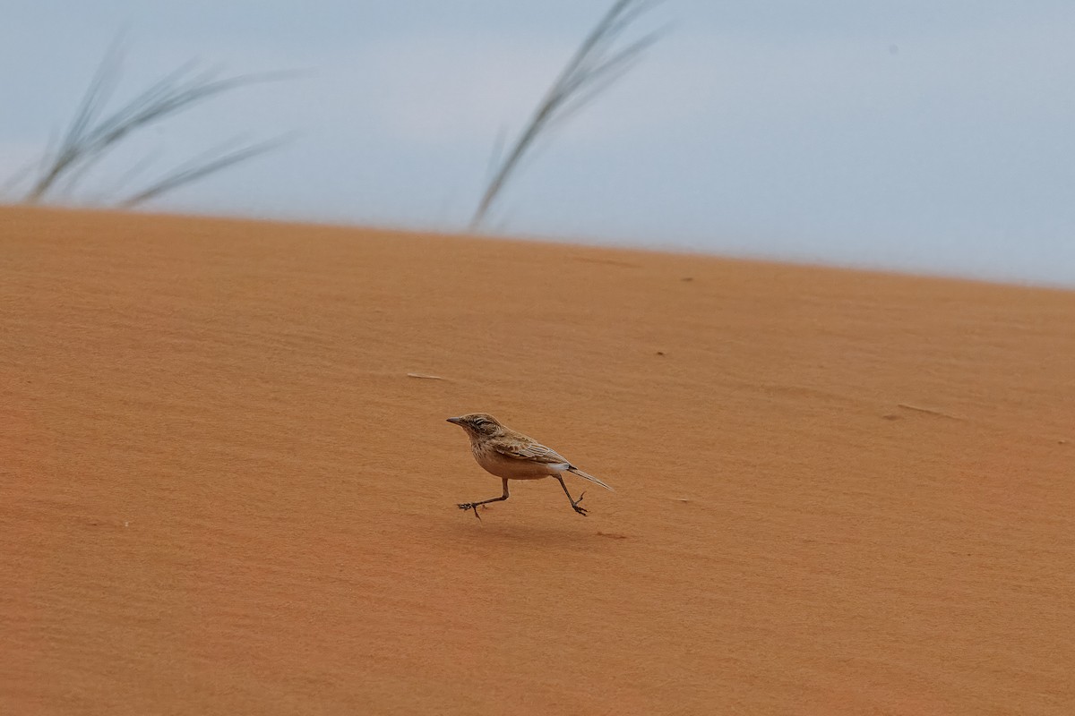 Dune Lark (Dune) - ML644456627