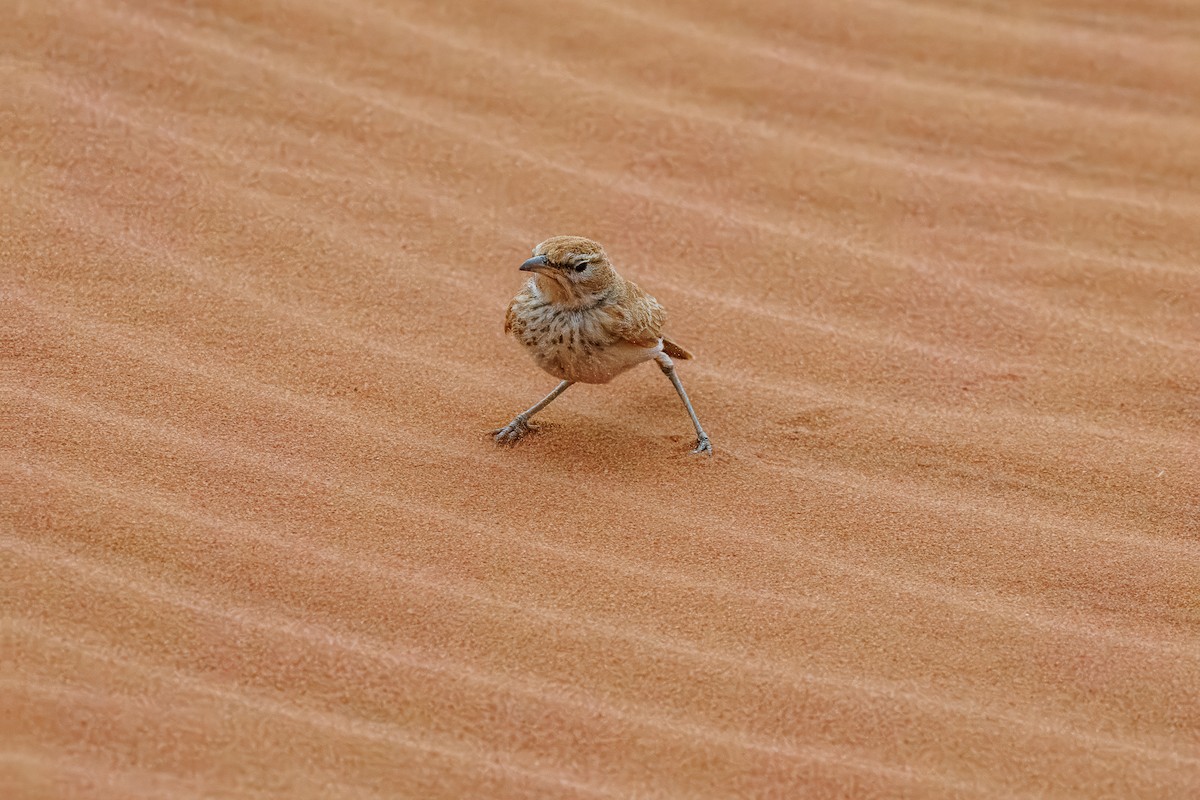 Dune Lark (Dune) - ML644456628