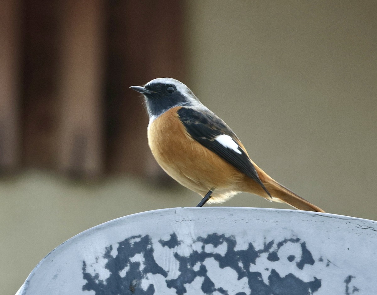 Дагуур гал сүүлт - ML644456630