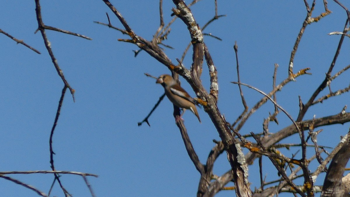 シメ - ML644456631