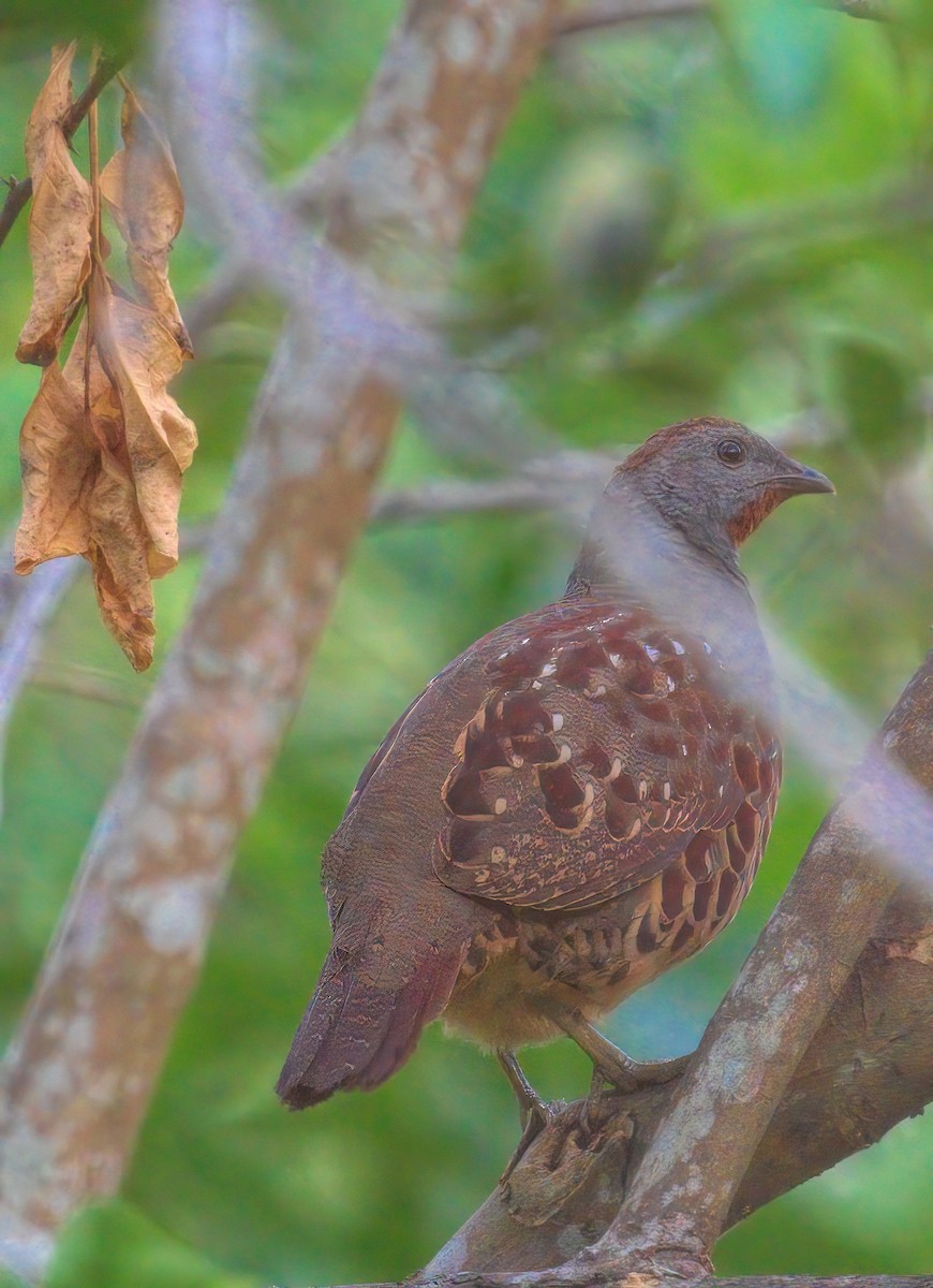 taiwanbambushøne - ML644456654