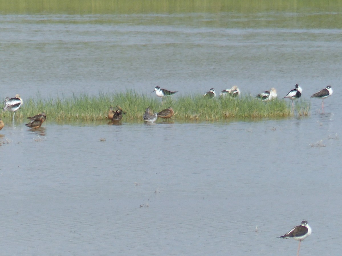 Wilsonwassertreter - ML644456656