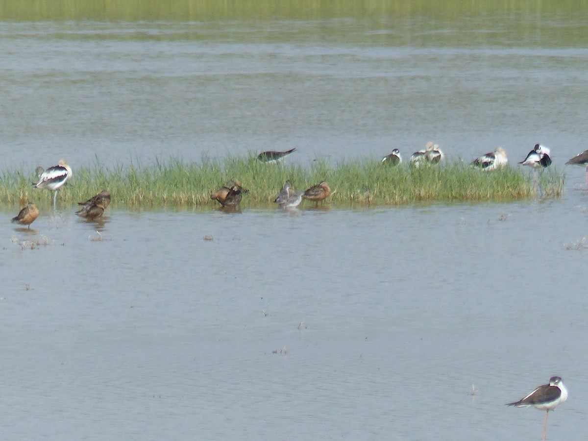 Wilsonwassertreter - ML644456657